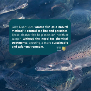 LOCH DUART SCOTTISH SALMON (IKEJIME QUALITY)