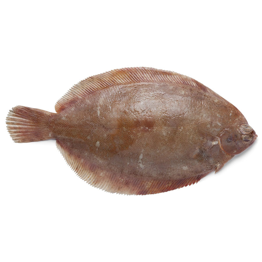 新鲜鳎鱼