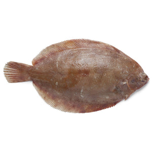 新鲜鳎鱼