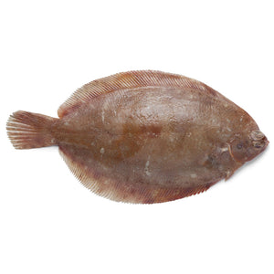 FRESH SOLE FISH